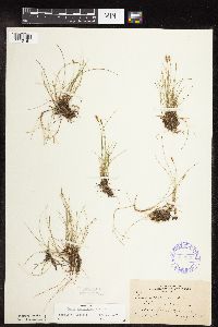 Carex gynocrates image
