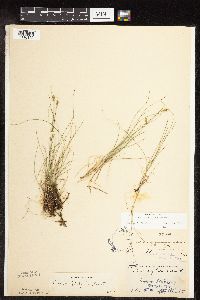 Carex gynocrates image