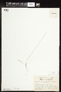Carex gynocrates image