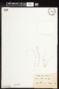 Carex gynocrates image