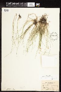 Carex gynocrates image