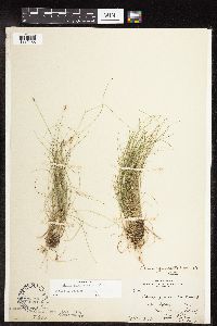 Carex gynocrates image
