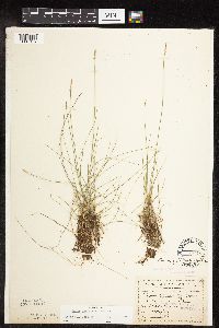 Carex gynocrates image