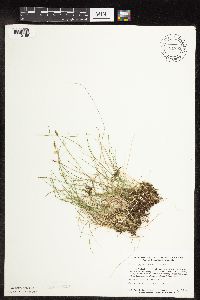 Carex gynocrates image