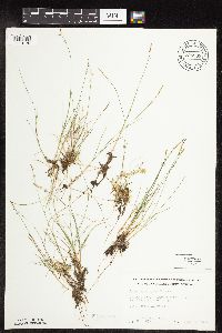 Carex gynocrates image