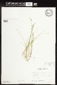 Carex gynocrates image