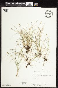 Carex gynocrates image