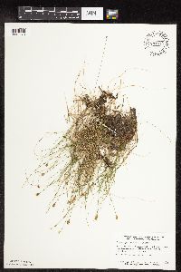 Carex gynocrates image