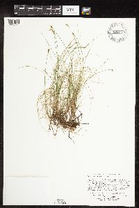 Carex gynocrates image
