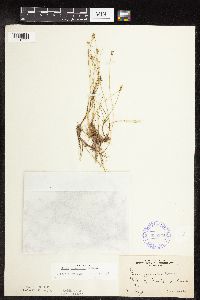Carex gynocrates image