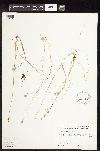 Carex gynocrates image