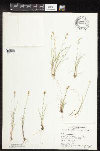 Carex gynocrates image