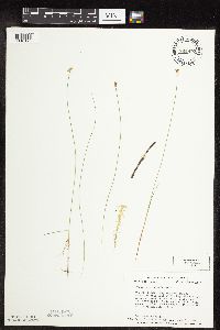 Carex gynocrates image