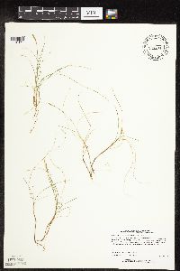 Carex gynocrates image