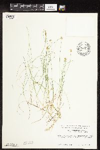 Carex gynocrates image