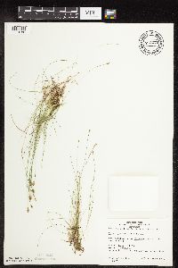 Carex gynocrates image