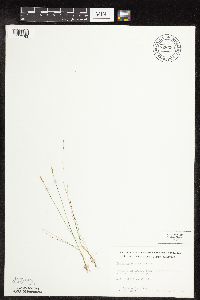 Carex gynocrates image
