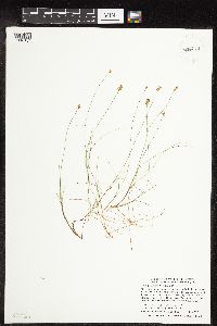 Carex gynocrates image