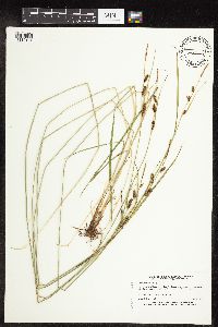 Carex haydenii image