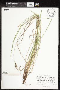 Carex haydenii image
