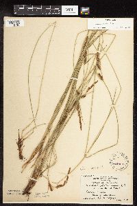 thumbnail image of current specimen