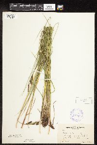 Carex haydenii image