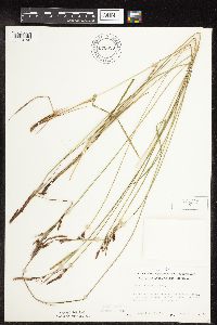 Carex haydenii image