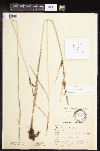 Carex haydenii image