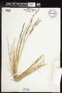 Carex haydenii image