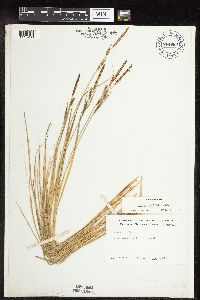 Carex haydenii image