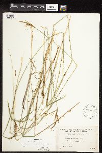 Carex haydenii image
