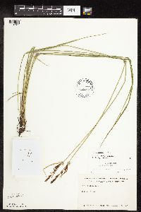 Carex haydenii image