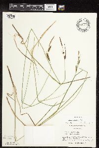 Carex haydenii image