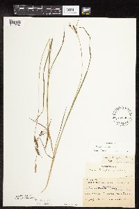 Carex haydenii image