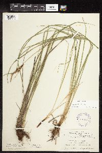 Carex haydenii image
