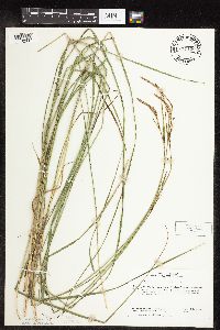 Carex haydenii image