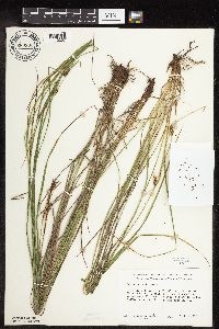Carex haydenii image
