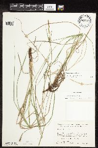 Carex haydenii image