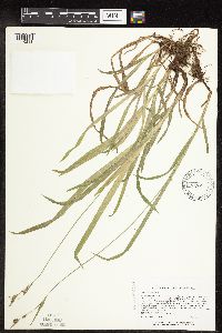 Carex hirtifolia image