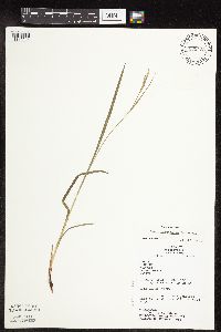 Carex hirtifolia image