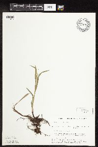 Carex hirtifolia image