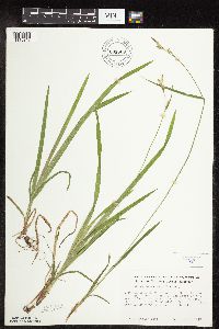 Carex hirtifolia image