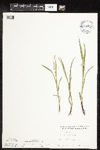 Carex hirtifolia image