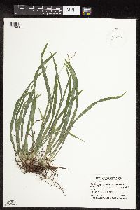 Carex hirtifolia image