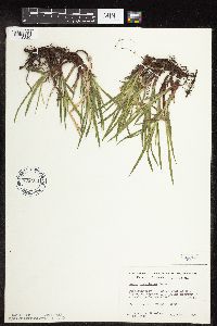 Carex hirtifolia image
