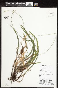 Carex hirtifolia image