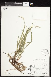 Carex hirtifolia image