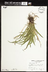 Carex hirtifolia image