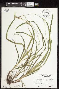 Carex hirtifolia image