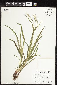 Carex hirtifolia image